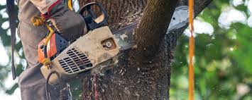  , USA Tree Removal Services Pros